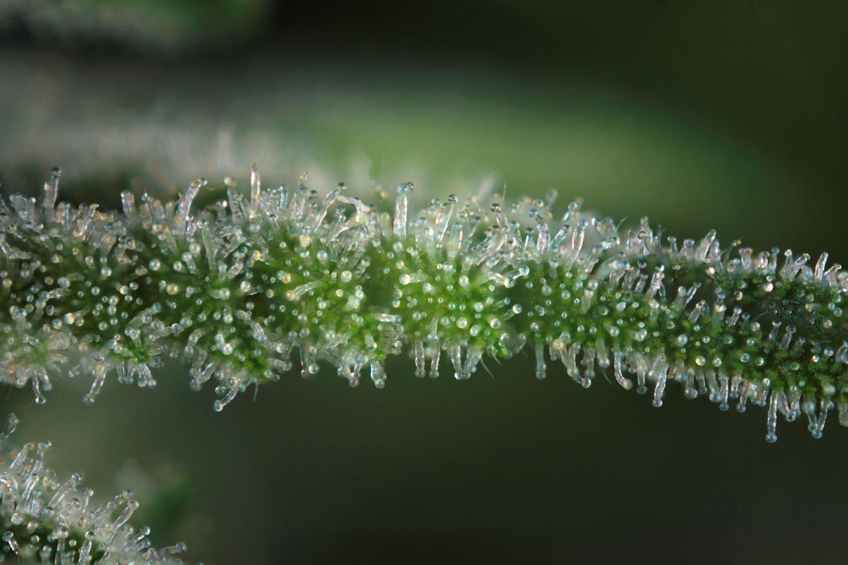 What are terpenes, and why do they matter?