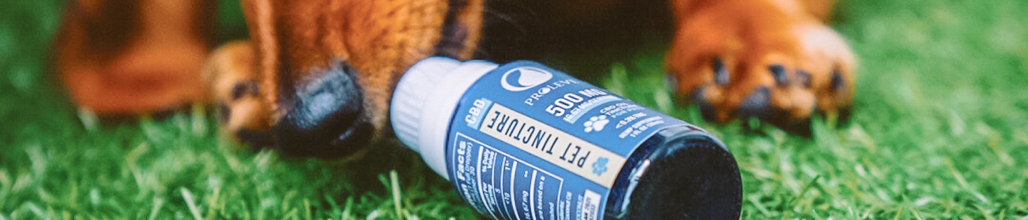 CBD for Pets