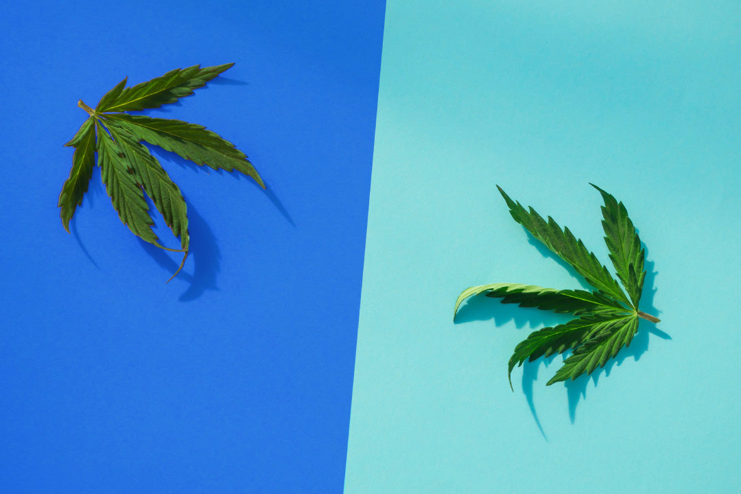 Delta 9 vs CBD: Differences &amp; Similarities